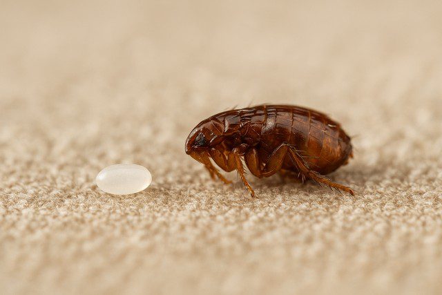 Puces dans un environnement intérieur