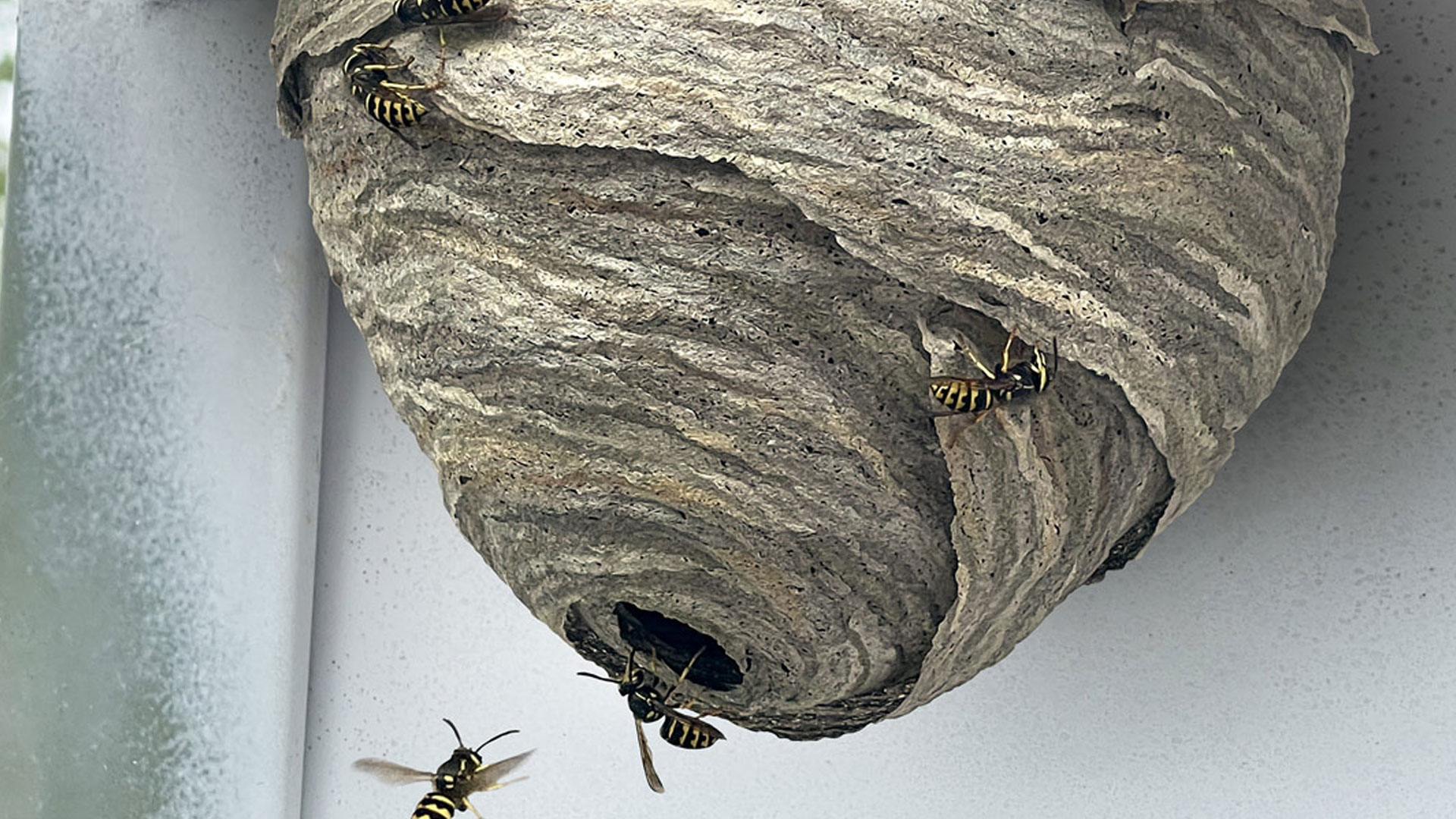 Nid de guêpes en toiture